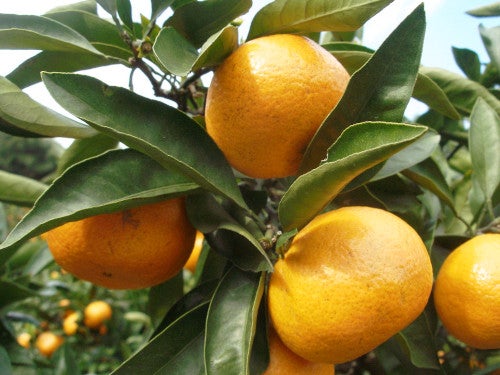 【津島・愛西・弥富発】みかん3kg箱のお土産&みかん狩り食べ放題&大福作り体験&ブランド牛すき焼き付きミステリーツアー3